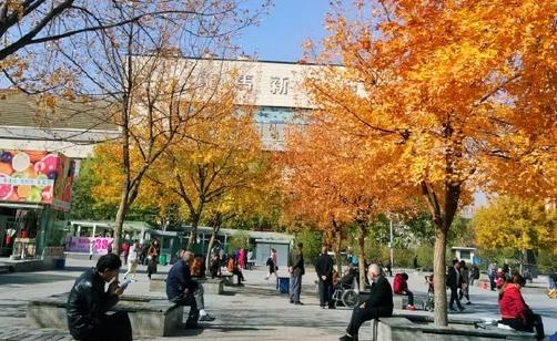太原服裝城老年活動中心秋色宜人，放眼望去一片金黃 新聞資訊 第1張